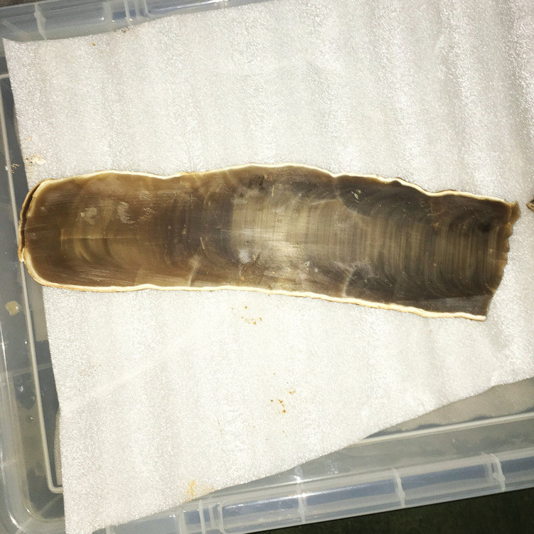 石筍，鐘乳石，方解石